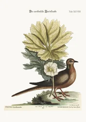 Die Schildkröte von Carolina, 1749-73